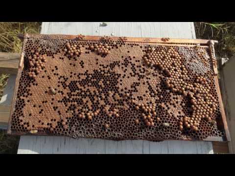 Green Drone Comb Frame For beekeeping